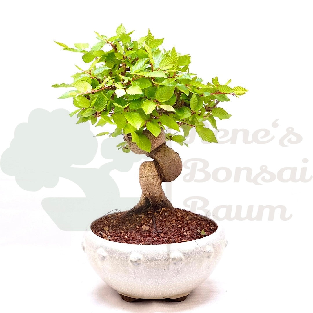 Koreanische Hainbuche ‚Carpinus turczaninowi‘